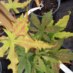 Acer palmatum Nebula