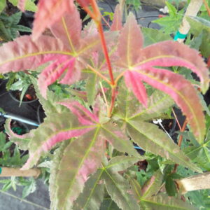 Acer palmatum Noel