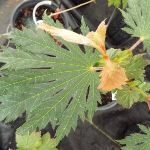 Acer japonicum O isami