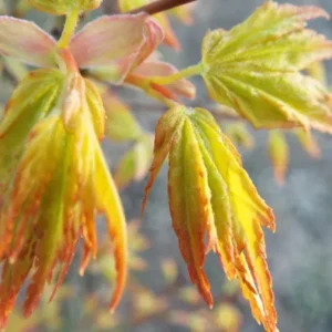 Acer palmatum Orange Dream