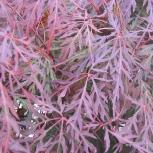 Acer palmatum Orangeola