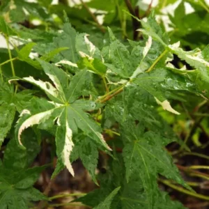 Acer palmatum Oridono nishiki