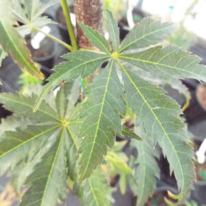 Acer palmatum Orion