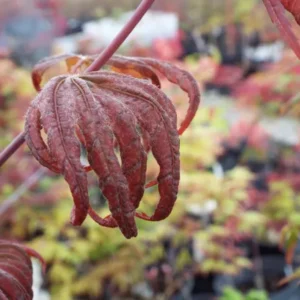 Acer palmatum Purple Curl