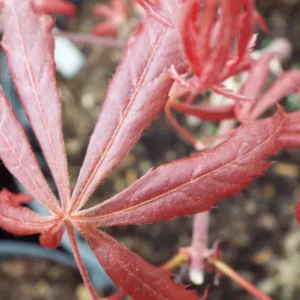 Acer shirasawanum Purple Thunder