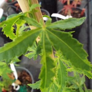 Acer palmatum Relish