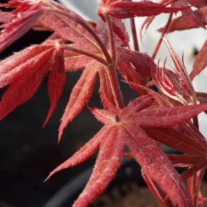 Acer palmatum Rhode Island Red