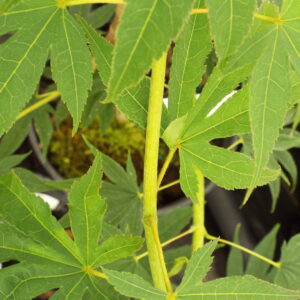 Acer palmatum Rikuzen shidare