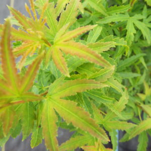 Acer palmatum Sharp's Pygmy