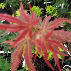 Acer palmatum Sherwood Flame