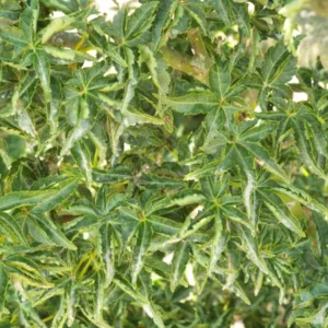 Acer palmatum Shishigashira