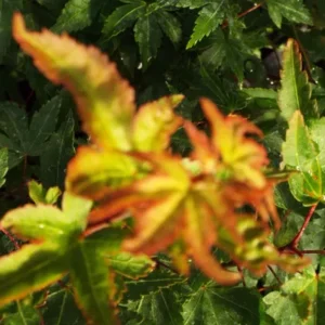 Acer palmatum Shishio hime