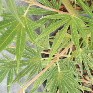 Acer sieboldianum Shoryu no tsume