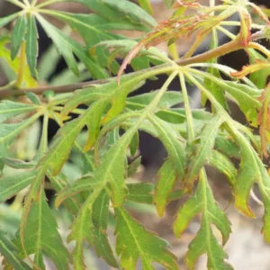 Acer palmatum Spring Delight