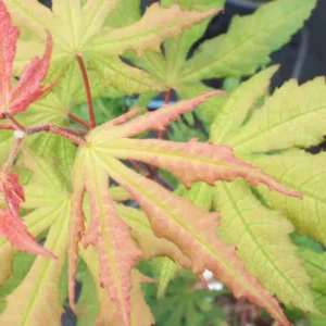 Acer palmatum Strawberry Spring