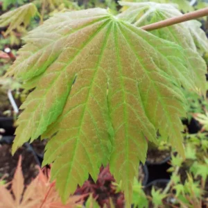 Acer japonicum Taki no gawa