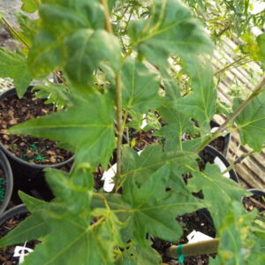 Acer palmatum Tendoh