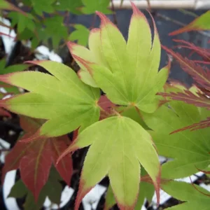 Acer palmatum Tsuma gaki