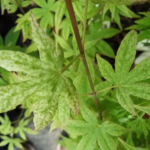 Acer palmatum Ukigumo