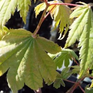 Acer japonicum Vitifolium