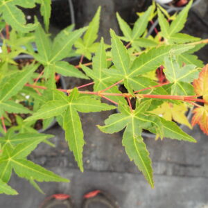 Acer palmatum Winter Orange