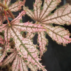 Acer palmatum Amagi shigure
