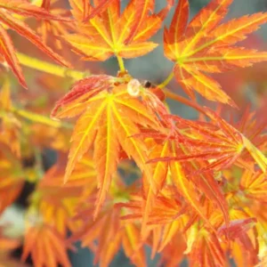 Acer palmatum Bonfire