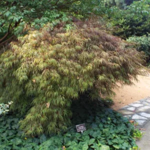 Acer palmatum Crimson Queen