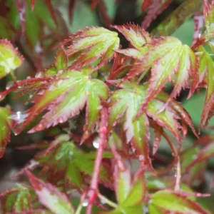 Acer palmatum Kiyohime