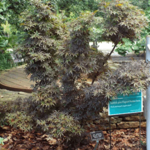 Acer palmatum Skeeter's Broom