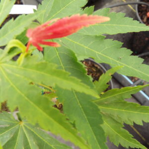 Acer tenuifolium Braveheart