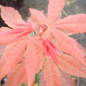 Acer palmatum Ezell's Red
