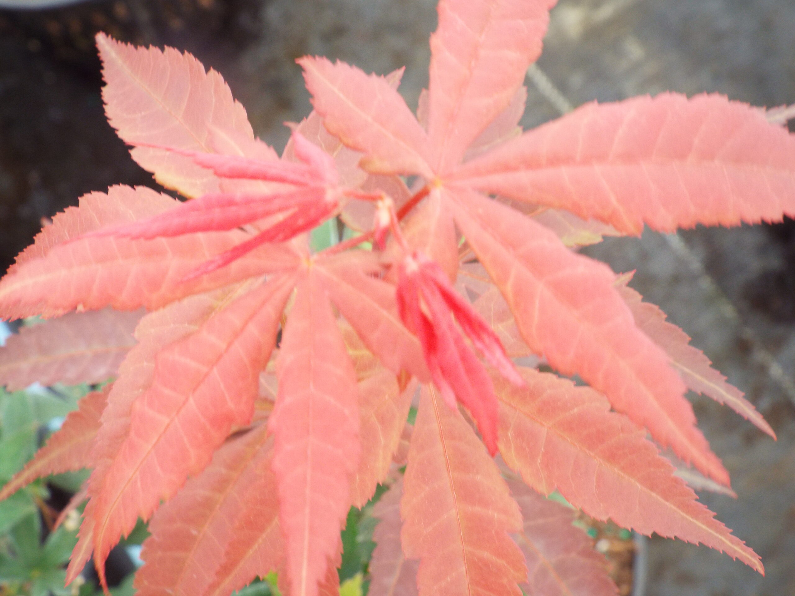 Acer palmatum Ezell's Red