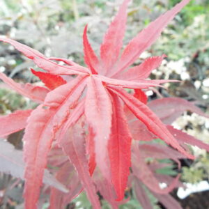 Acer palmatum Shojo nomura