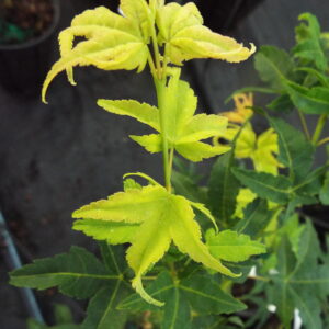 Acer palmatum Japanese Lanterns
