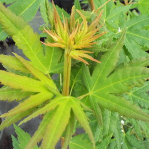 Acer palmatum Miss Piggy