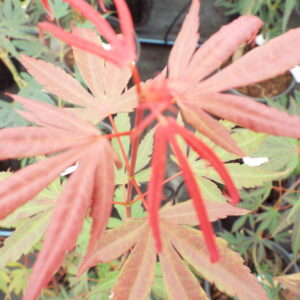 Acer palmatum Elizabeth
