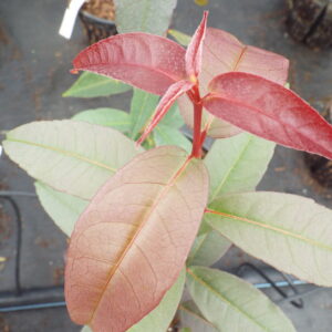 Acer laevigatum Hong Long