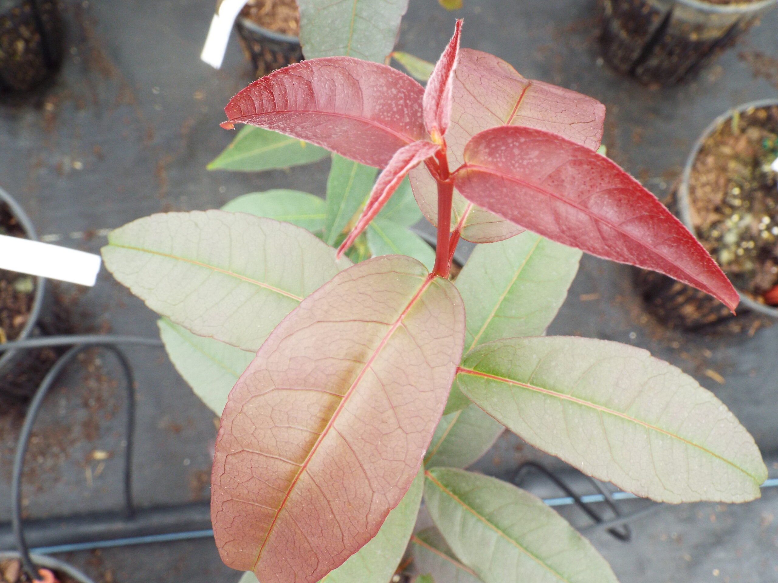 Acer laevigatum Hong Long