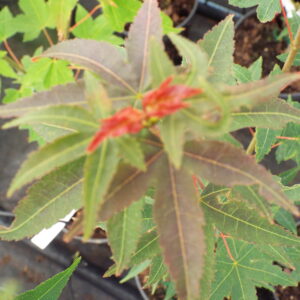 Acer oliverianum Hot Tamale
