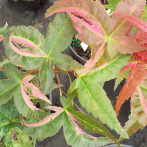 Acer palmatum Kaleidoscope