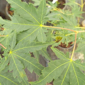 Acer palmatum Dixie Queen