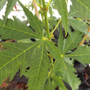 Acer palmatum Johnnie's Giant