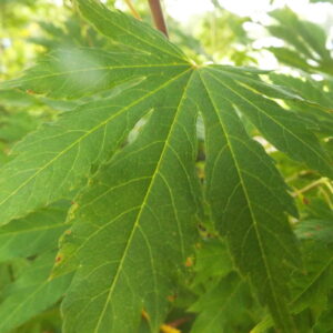 Acer pseudosieboldianum IsINW