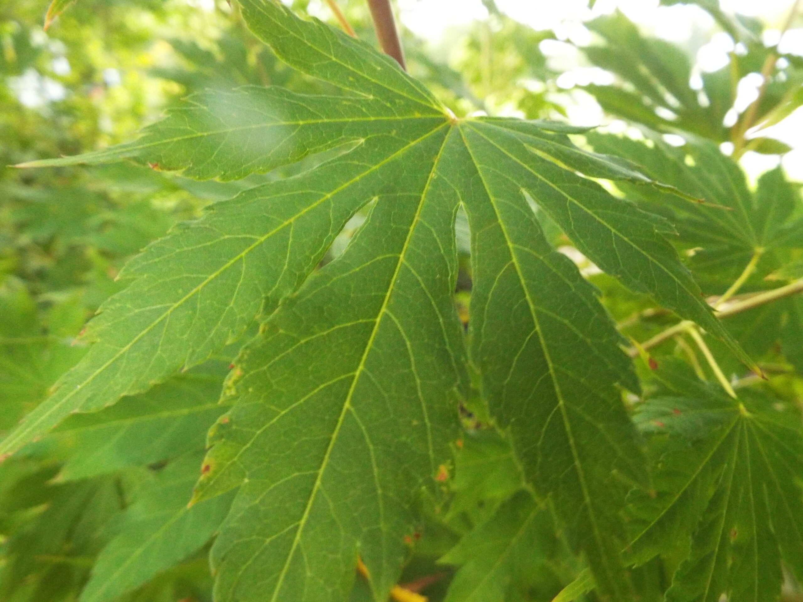 Acer pseudosieboldianum IsINW