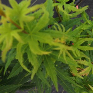 Acer pseudosieboldianum Origami