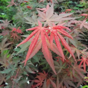 Acer palmatum Scarlet Wonder