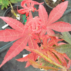 Acer palmatum Italy Red