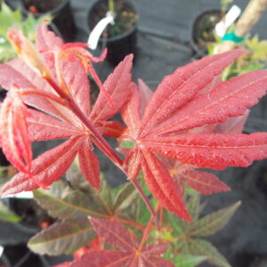 Acer palmatum Jim Baggett
