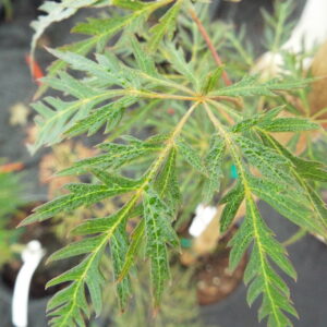 Acer palmatum Prince Charming